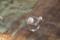 925/- Ring, rho
