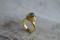 925/- Ring, gp
