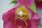 925/- Ring, gp